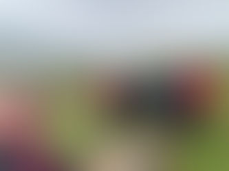 White Horse in the wind