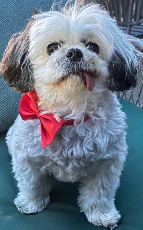 Small white Shih Tzu dog wearing a red bow tie after his groom in London