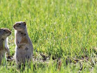 4 Fun Facts About the Uinta Ground Squirrel
