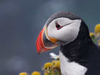 Can I See Puffins at Acadia National Park?