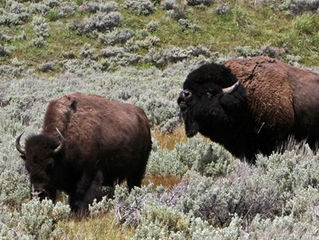 Watch for Wildlife: 2018 Wildlife Attacks at Yellowstone