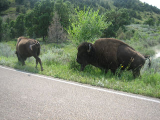 Theodore Roosevelt National Park - Bison