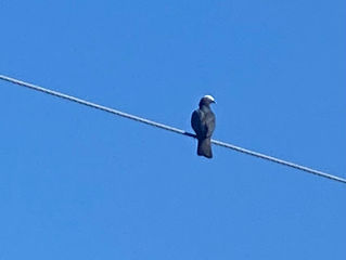 A white-crowned pigeon on an electrical wire