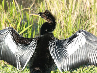 101 Travel Bits: Everglades National Park - The Anhinga Trail