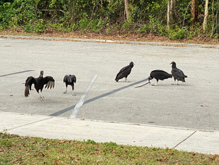 Everglades National Park: Do Vultures Really Eat Cars in the Everglades?