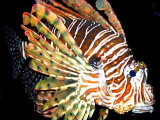101 Travel Bits: Everglades National Park - Lionfish