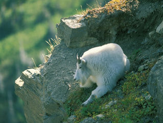 Excerpt From 101 Travel Bits: Glacier National Park - Mountain Goats