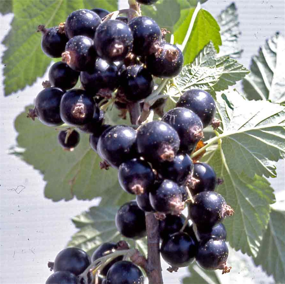 Cassis Noir de Bourgogne