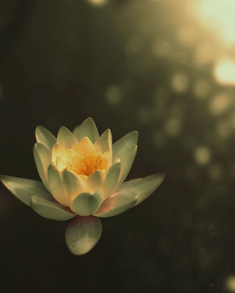 Lotus Flower_edited_edited.jpg