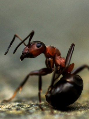 The Ant Bite
