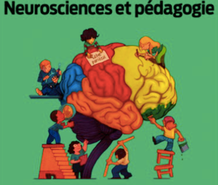 Les neurosciences et la pédagogie, un « mariage » prometteur mais attention aux mythes !