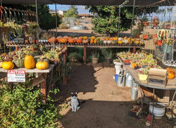 PXL_20221001_160439387