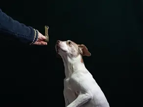 Training Your Pet for Effective Poop Cleanup: A Guide for Responsible Pet Owners