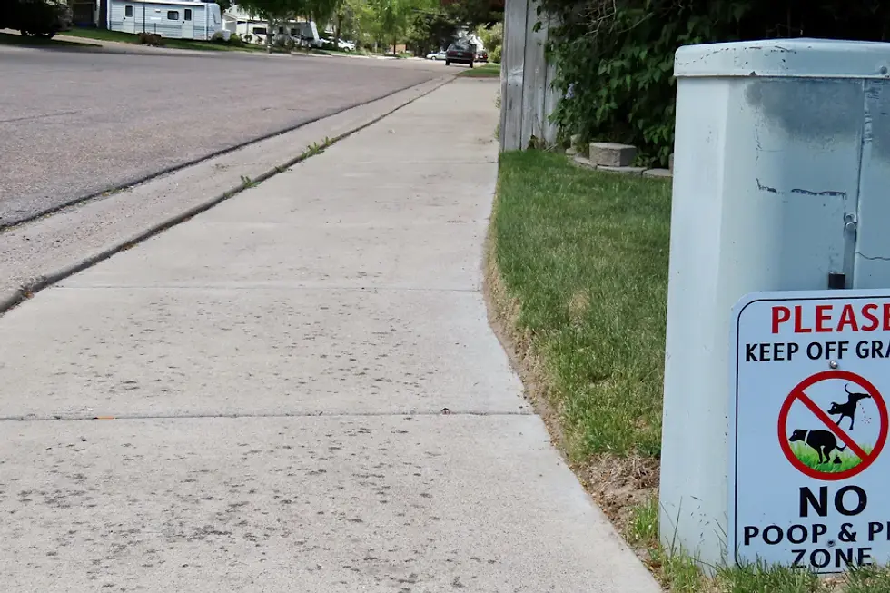 The Link Between Poop Cleanup and Pest Control
