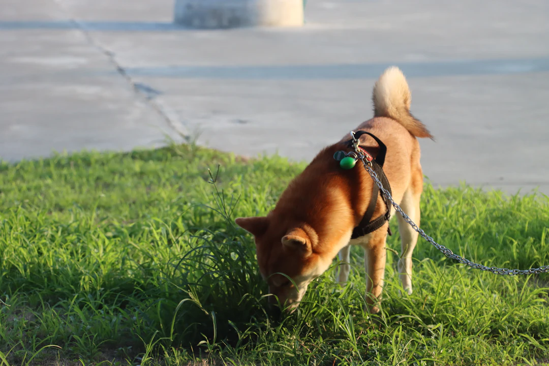 Integrating Poop Cleanup into Your Daily Routine: A Cleaner, Happier Home