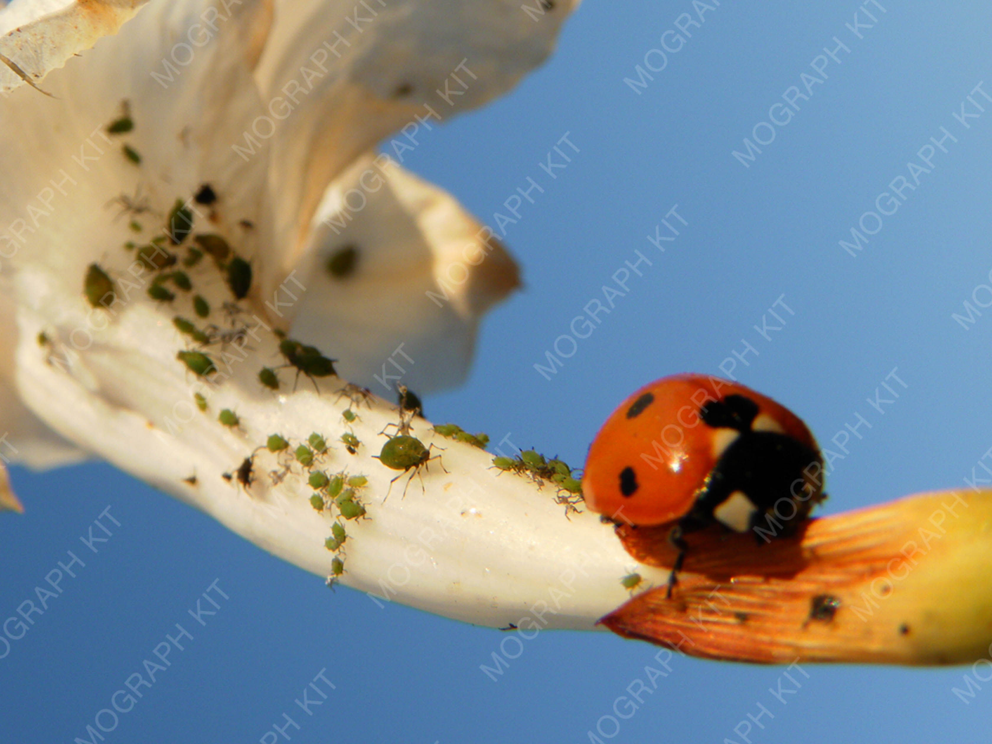 Ladybug and Aphids on Flower