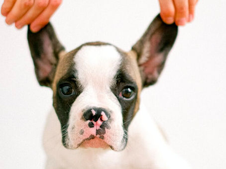 Ear Infections in Dogs