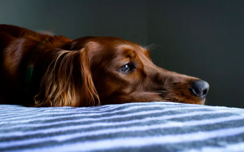 Brown dachshund resting its head on a bed and appearing withdrawn or uncomfortable.