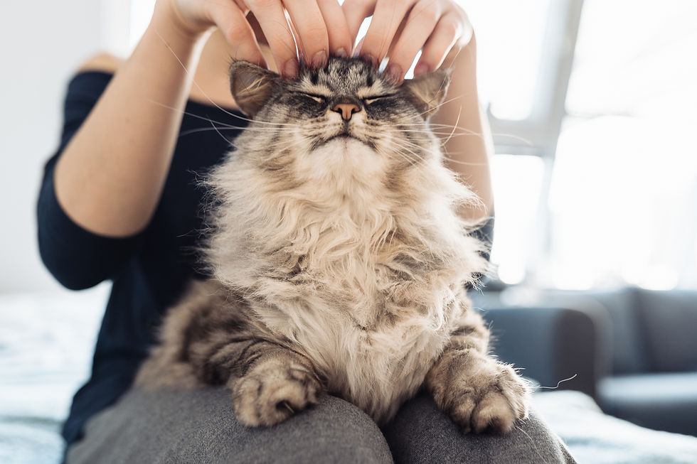 Relaxed long-haired tabby cat enjoying gentle head scratches from its caregiver at home, highlighting the comfort of familiar surroundings.