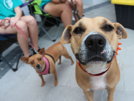 Empty the Shelters During the Holidays