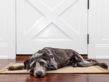 Gray dog resting on a mat by the front door, waiting comfortably at home while its owners are away.