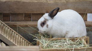 White rabbit with dark ears eating hay inside a wooden hutch.