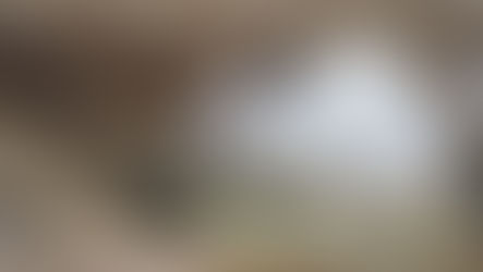 White rabbit with dark ears eating hay inside a wooden hutch.