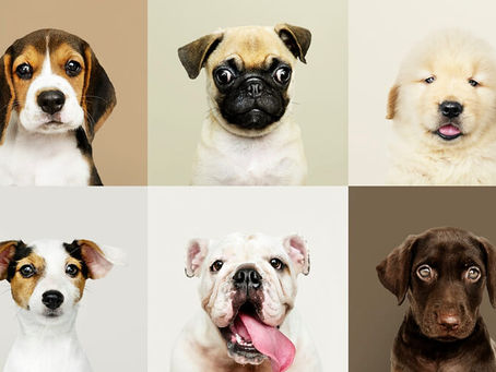 How to Stop a Dog From Barking
