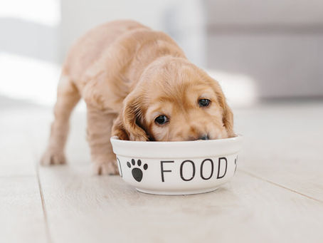 Getting a Puppy During COVID?