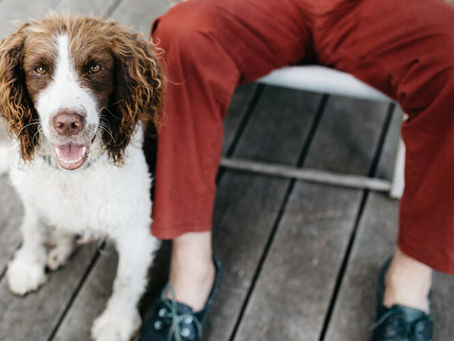 How to Care for a Pet while Pet Sitting