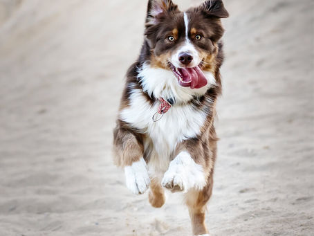The Hyperactive Dog & Wearing Them Out