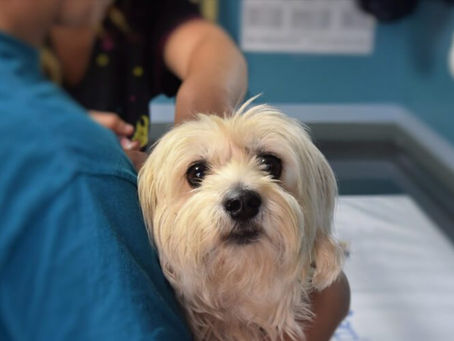 Spay and Neuter for Dogs: What You Need to Know