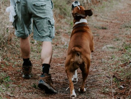 Hiking With Your Dog
