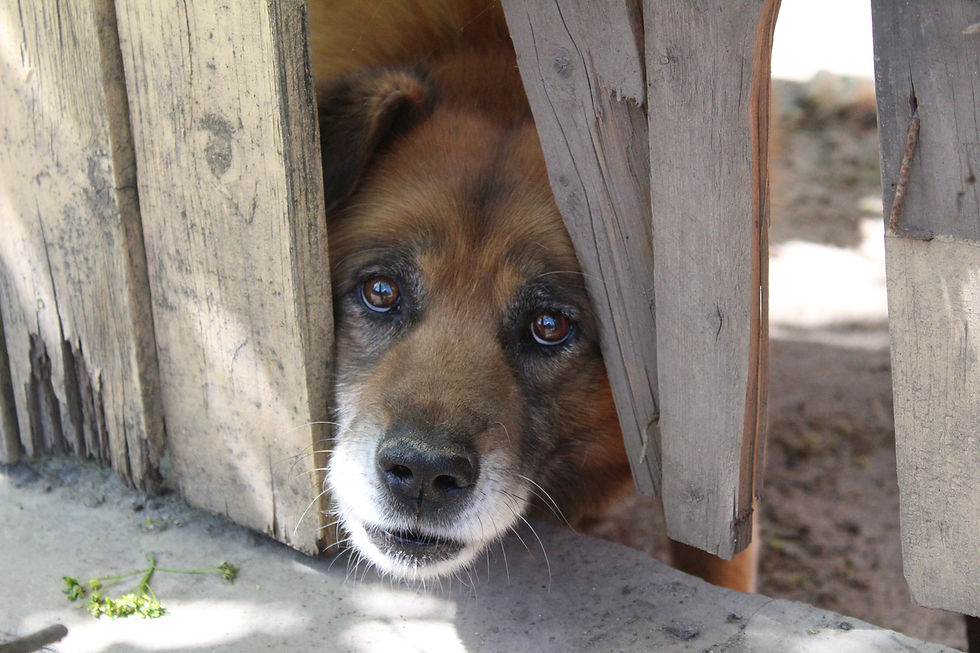 Dog peeking through wooden fence in backyard, highlighting outdoor pet safety and secure yard tips in Chandler and Gilbert, Arizona