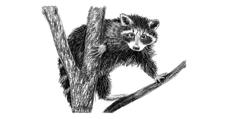 How to draw a racoon with a pencil step by step drawing tutorial
