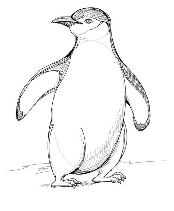 How to draw a penguin. Step 6. Continue hatching the body of the penguin to show the darker parts