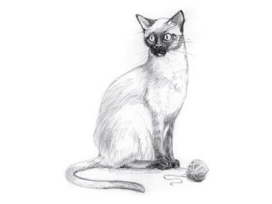 How to draw a Thai cat with a pencil step-by-step drawing tutorial.