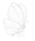 How to draw a butterfly. Step 2. Draw the details of the head and the wings of the butterfly.