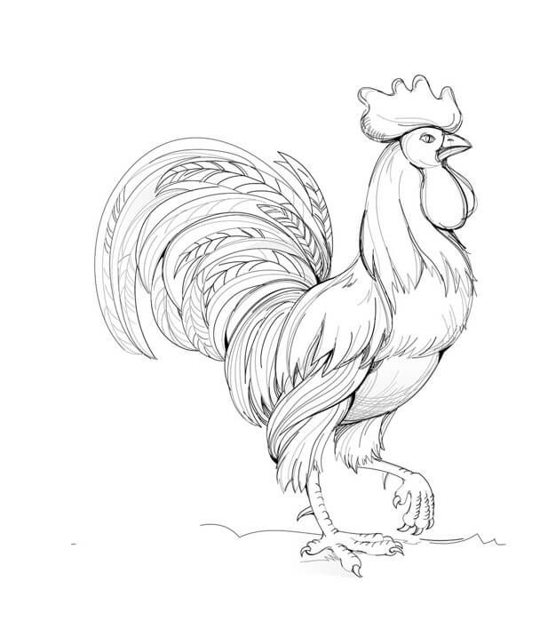 How to draw a rooster. Step 7. Finalize the rooster drawing with more feather detailing.