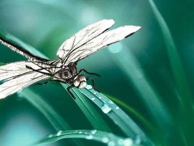 How to Draw a Realistic Dragonfly with Pencil