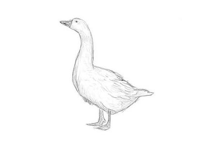 How to draw a goose with a pencil. Easy step-by-step drawing tutorial.