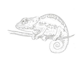 How to draw a chameleon with a pencil. Step-by-step drawing lesson.