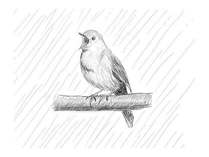 How to draw a nightingale with a pencil step-by-step drawing tutorial