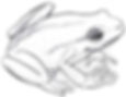 How to draw a frog with a pencil step-by-step tutorial.