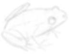 How to draw a frog. Step 2. Draw the shape of the body of the frog.