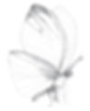 How to draw a butterfly. Step 3. Hatching the butterfly drawing.