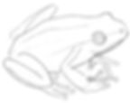 How to draw a frog. Step 3. Draw the frog's feet, body, and eye in more detail.