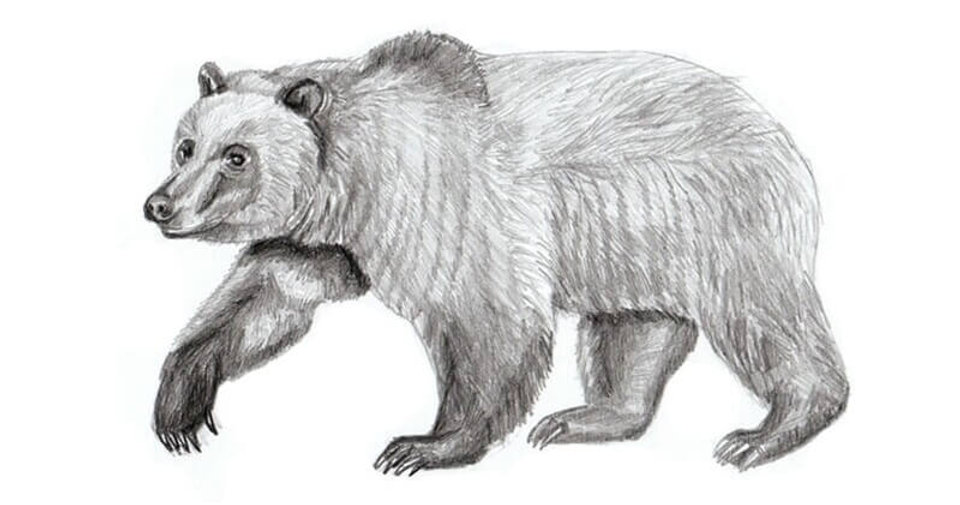How to draw a bear. Step-by-step drawing tutorial.