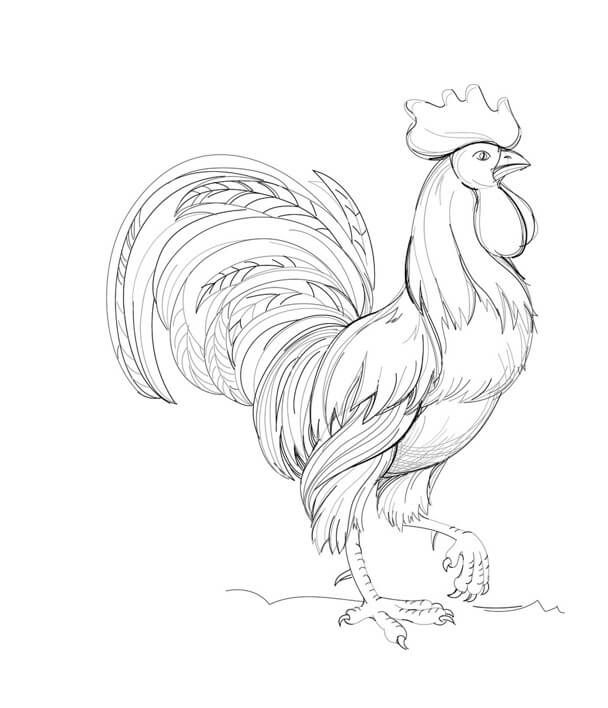 How to draw a rooster. Step 6. Draw the feather pattern on the rooster's tail feathers. Detail rooster's toes.