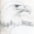 How to draw an eagle head. Step 5. Start hatching the eagle's head and wing.